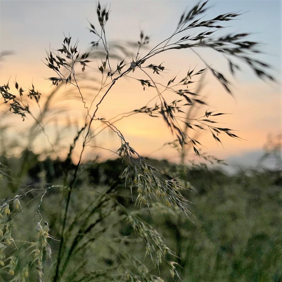 Agriturismo Gocce Di Luna Celle Ligure Eksteriør billede
